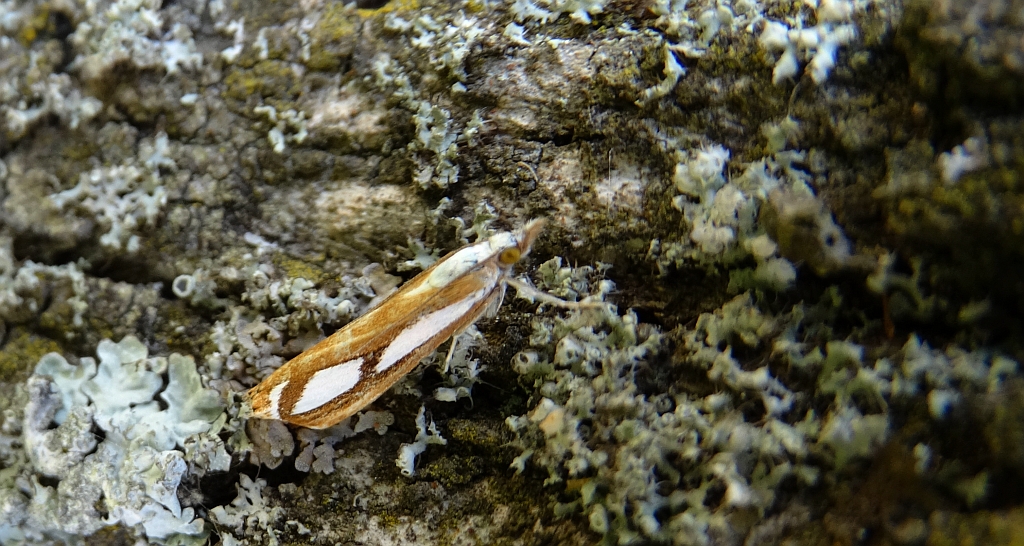 Catoptria permutatellus lub Catoptria osthelderi