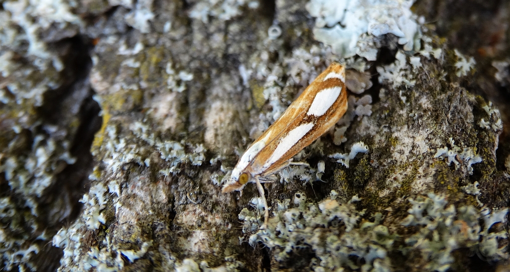 Catoptria permutatellus lub Catoptria osthelderi