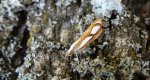 Catoptria permutatellus lub Catoptria osthelderi