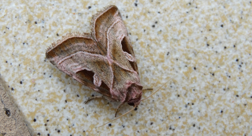 Eucarta virgo