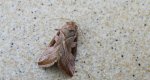 Eucarta virgo