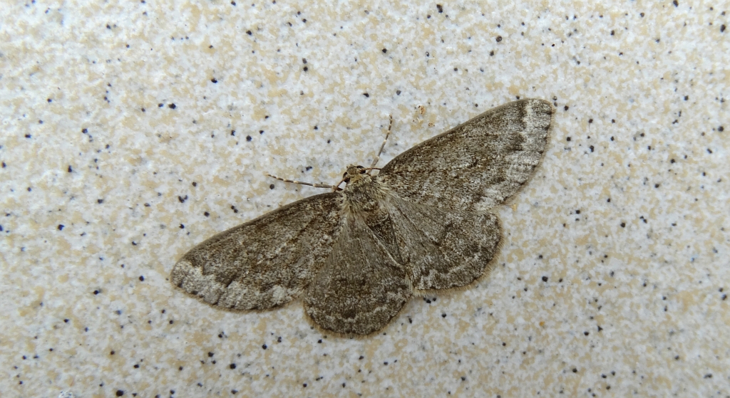 Przylepek nadębek (Hypomecis roboraria)