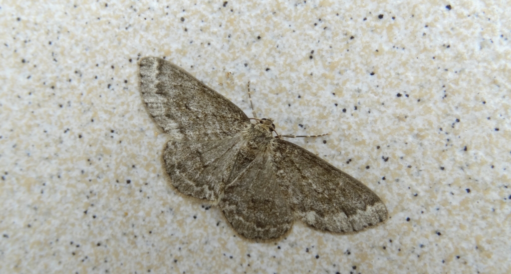 Przylepek nadębek (Hypomecis roboraria)