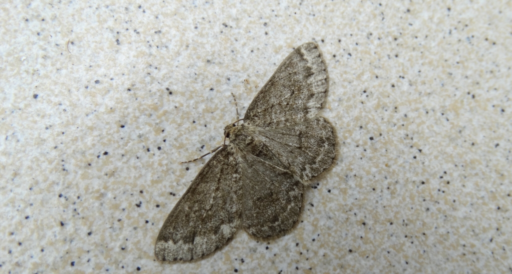 Przylepek nadębek (Hypomecis roboraria)