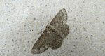 Przylepek nadębek (Hypomecis roboraria)