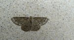 Przylepek nadębek (Hypomecis roboraria)