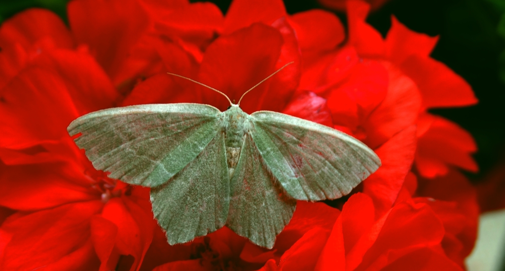 Miernik seledyniak (Chlorissa viridata)