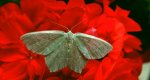 Miernik seledyniak (Chlorissa viridata)
