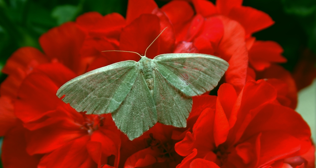 Miernik seledyniak (Chlorissa viridata)