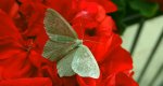 Miernik seledyniak (Chlorissa viridata)
