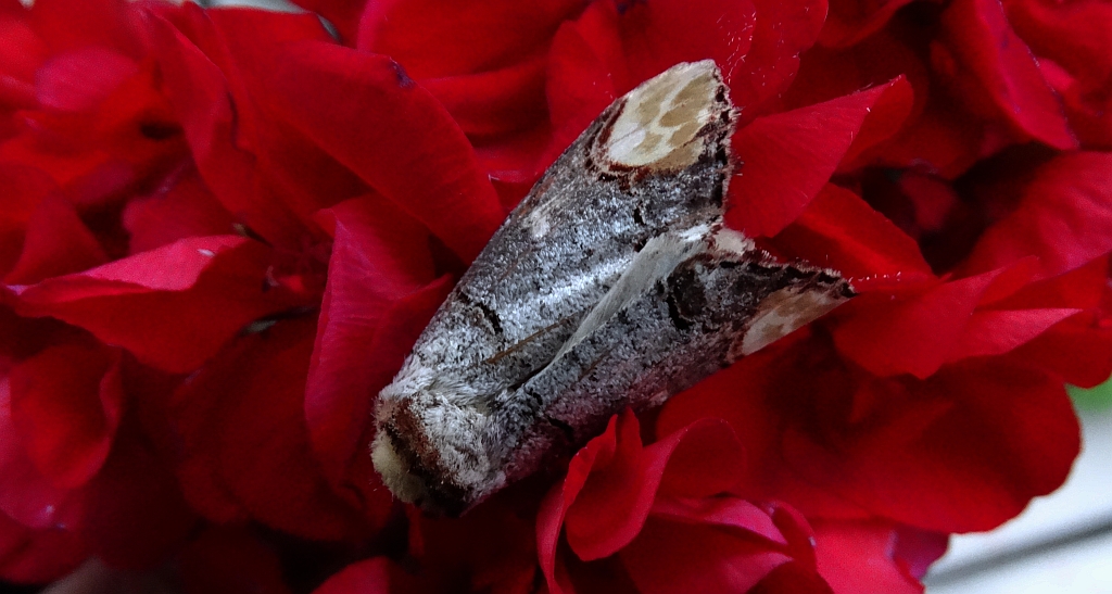 Narożnica zbrojówka (Phalera bucephala)
