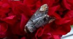 Narożnica zbrojówka (Phalera bucephala)