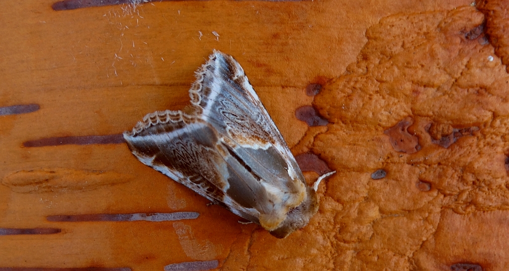 Pluszówka agatka (Habrosyne pyritoides)