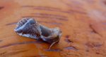 Pluszówka agatka (Habrosyne pyritoides)
