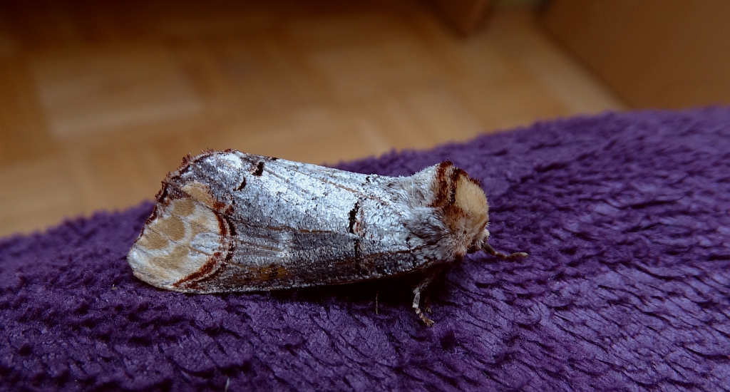 Narożnica zbrojówka (Phalera bucephala)