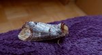 Narożnica zbrojówka (Phalera bucephala)