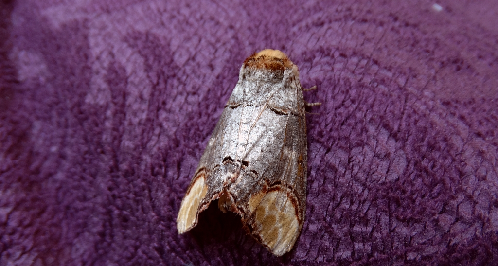 Narożnica zbrojówka (Phalera bucephala)