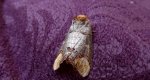 Narożnica zbrojówka (Phalera bucephala)