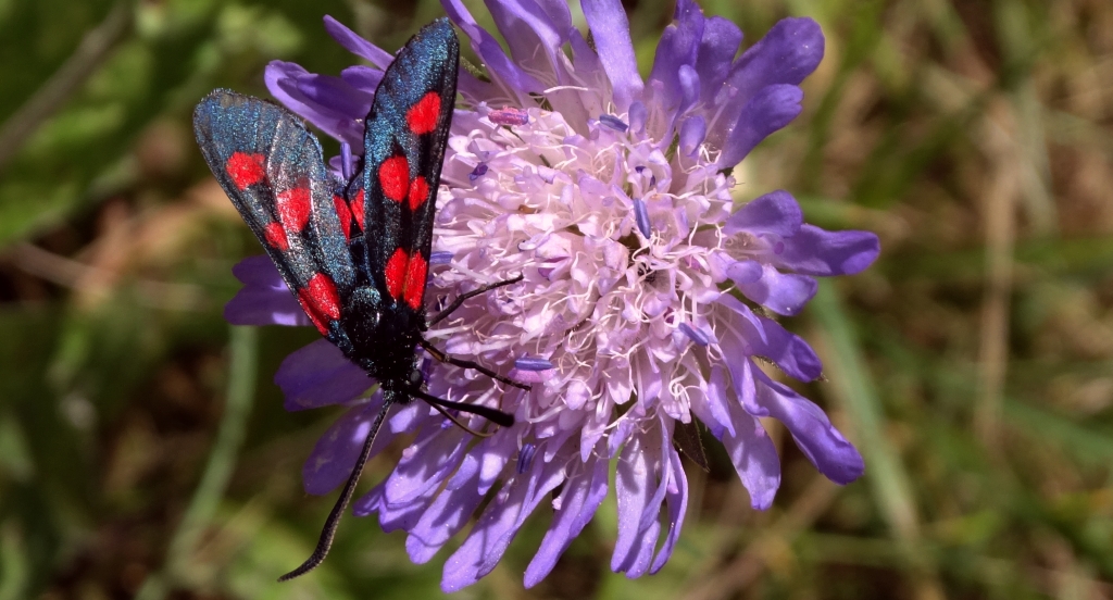 Zygaena lonicerae