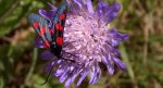 Zygaena lonicerae
