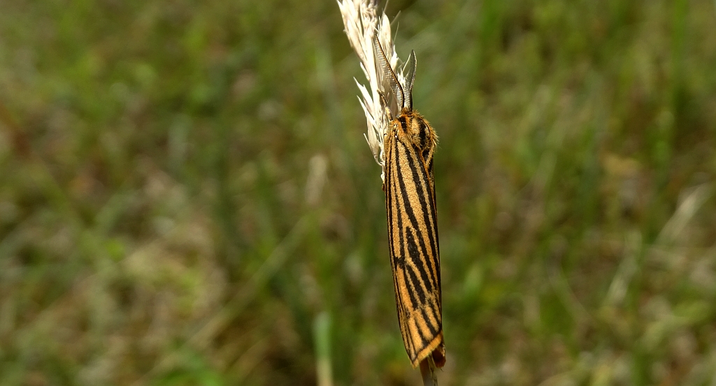 Pstrokówka kreskówka (Coscinia striata)
