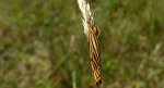 Pstrokówka kreskówka (Coscinia striata)