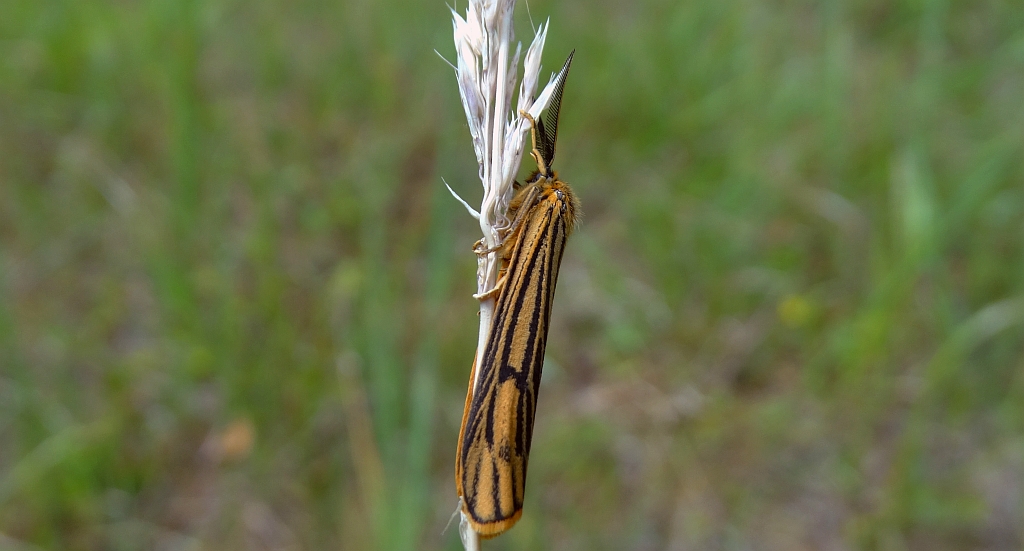 Pstrokówka kreskówka (Coscinia striata)