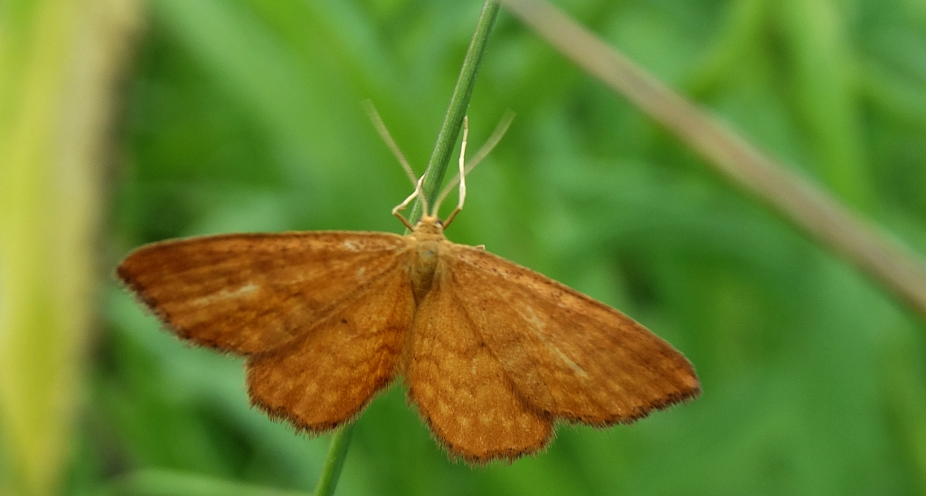 Krocznik wężowiak (Idaea serpentata)