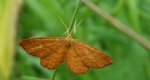 Krocznik wężowiak (Idaea serpentata)