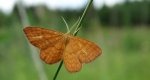 Krocznik wężowiak (Idaea serpentata)
