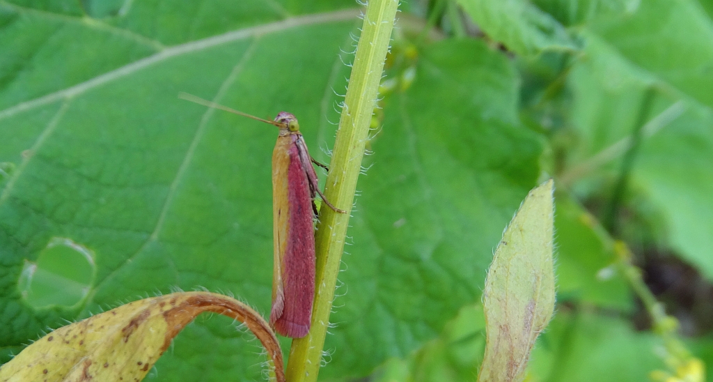 Oncocera semirubella
