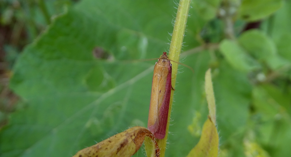 Oncocera semirubella