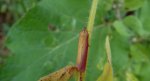 Oncocera semirubella