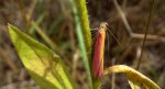 Oncocera semirubella