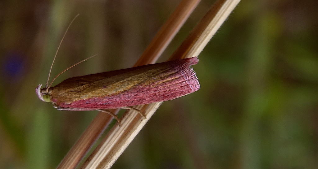 Oncocera semirubella