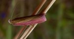 Oncocera semirubella