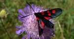 Zygaena lonicerae
