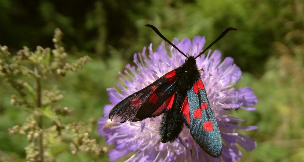 Zygaena lonicerae