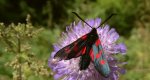 Zygaena lonicerae