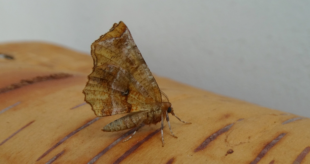 Skrzytek bezksiężyczak (Selenia dentaria)