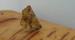 Skrzytek bezksiężyczak (Selenia dentaria)