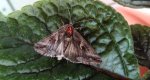 Błyszczka jarzynówka (Autographa gamma)