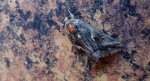 Błyszczka jarzynówka (Autographa gamma)