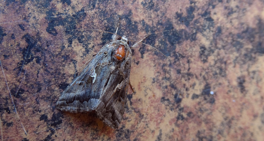 Błyszczka jarzynówka (Autographa gamma)