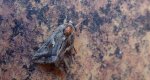Błyszczka jarzynówka (Autographa gamma)