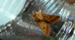 Ceglica wilżynówka (Pyrrhia umbra)