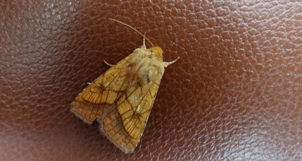 Ceglica wilżynówka (Pyrrhia umbra)