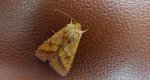 Ceglica wilżynówka (Pyrrhia umbra)