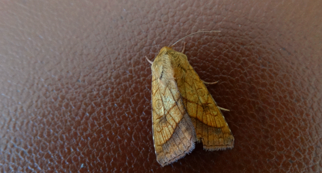 Ceglica wilżynówka (Pyrrhia umbra)