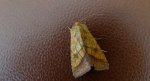 Ceglica wilżynówka (Pyrrhia umbra)